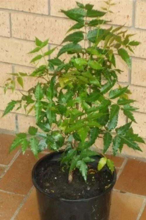 6 комнатных растений, которые выделяют в воздух больше всего кислорода. 03