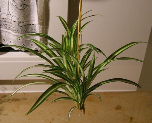 Хлорофитум - зеленый Паучок. 02