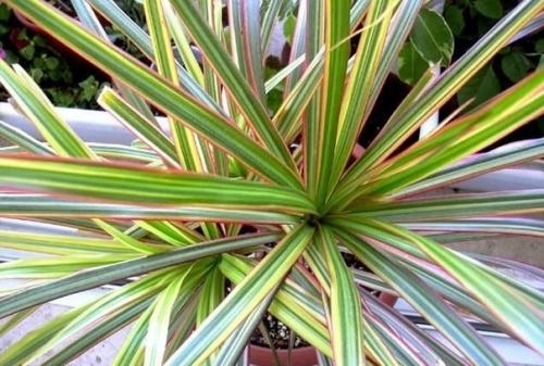 Драцена - Dracaena. 02