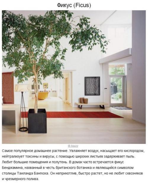 10 растений для идеального микроклимата в доме? 02