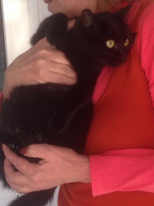 Абакан.  Дедушка умер и оставил после себя сироток - кошек. 02