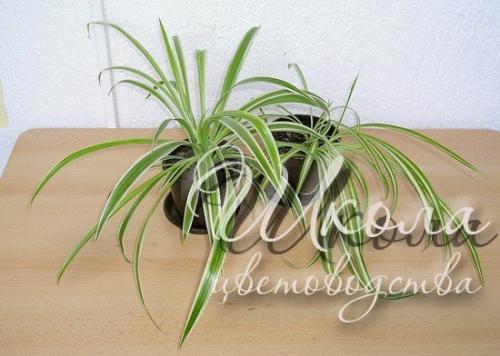 Хлорофитум - зеленый Паучок. 04
