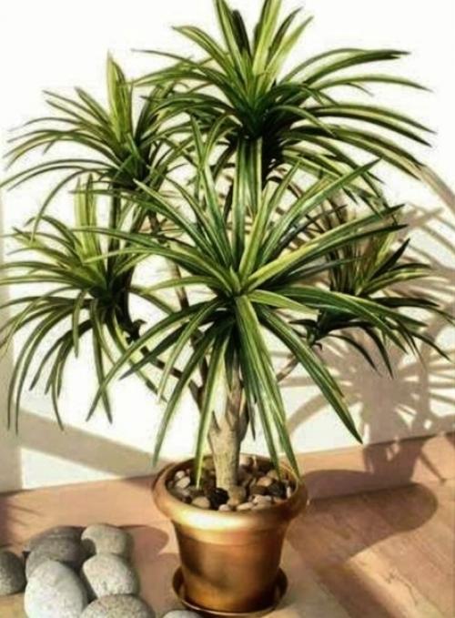 ШР Юкка, или удивительный цветок. 02