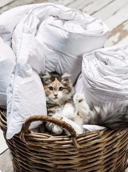 Родительский дом - это маленький рай: там хорошо спится и пахнет вкусняшками. 04