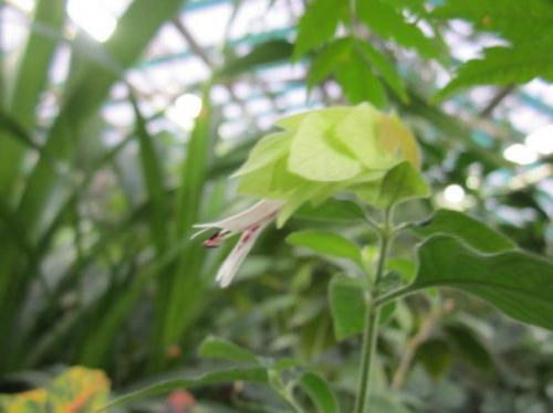 Белопероне: уход за Мексиканской Красавицей в домашних условиях. 02