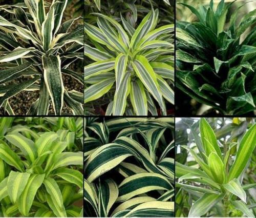 Драцена - Dracaena. 06