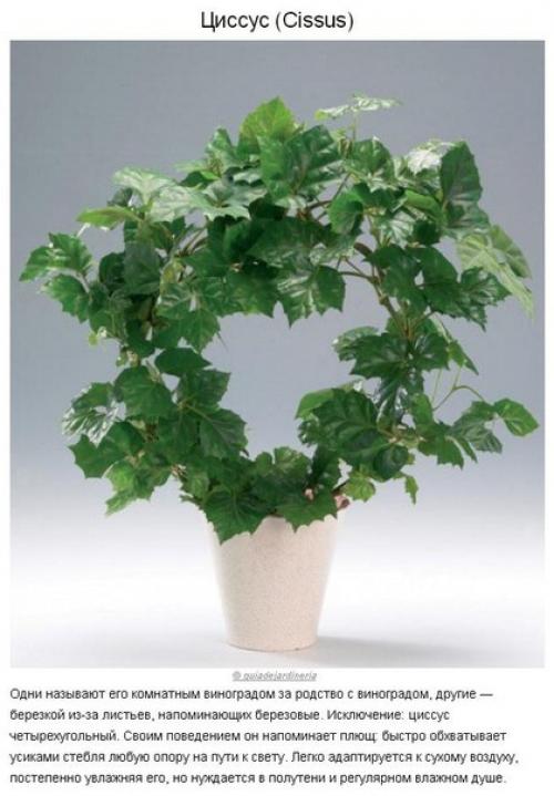 10 растений для идеального микроклимата в доме? 03