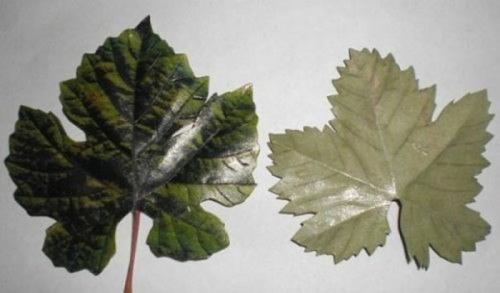 Мы делаем виноградную кисть из желудей. 04