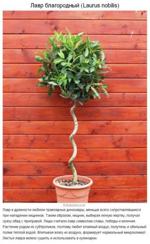 10 растений для идеального микроклимата в доме? 08