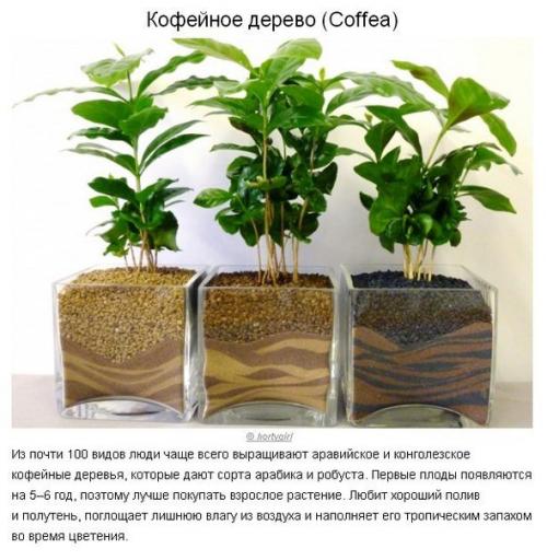 10 растений для идеального микроклимата в доме? 06