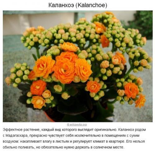 10 растений для идеального микроклимата в доме? 04