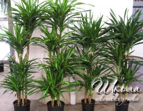 Драцена - Dracaena. 01