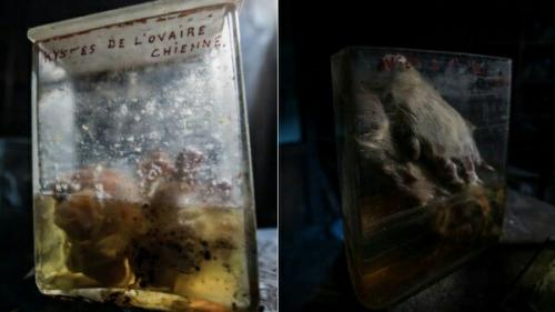 Забытые трупы братьев наших меньших. 03