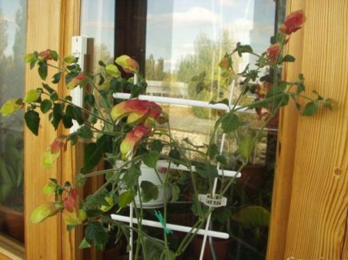 Белопероне: уход за Мексиканской Красавицей в домашних условиях. 08