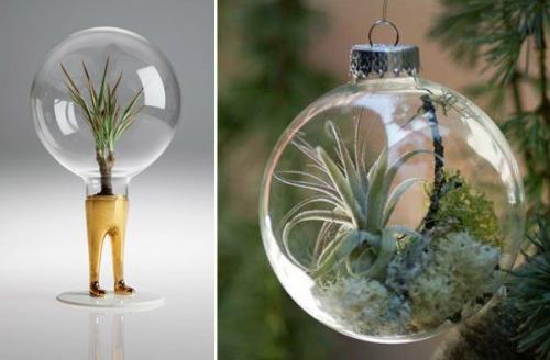 Флорариумы.  Флораримуы Входят в моду. 07