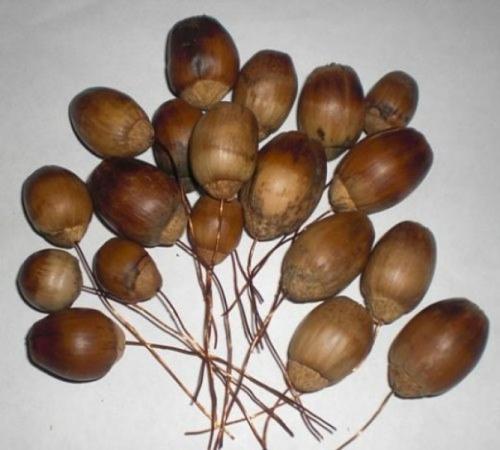 Мы делаем виноградную кисть из желудей. 02