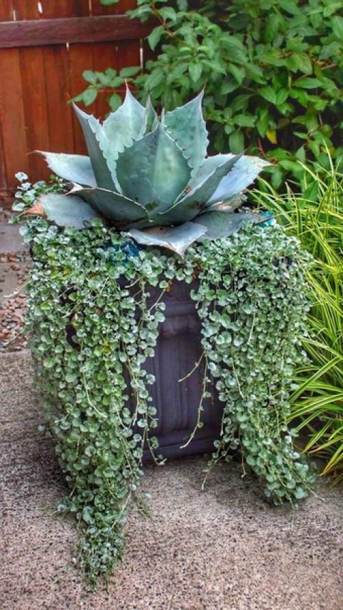 Нарядная дихондра.  Неприхотливую дихондру выращивают как в квартире так и в открытом грунте. 01