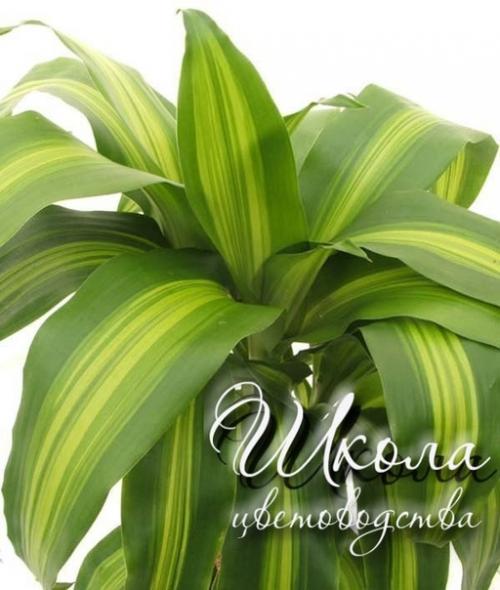 Драцена - Dracaena. 03