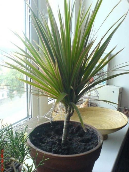 Драцена - Dracaena. 04