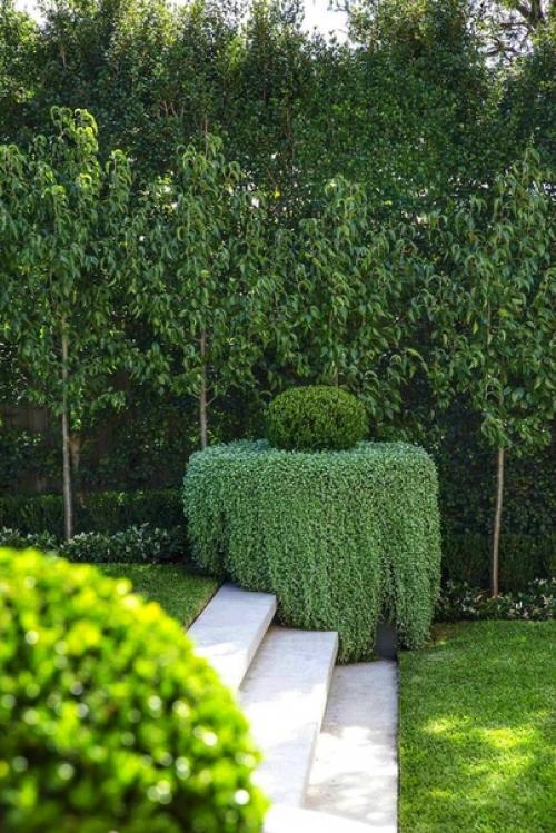 Нарядная дихондра.  Неприхотливую дихондру выращивают как в квартире так и в открытом грунте. 02