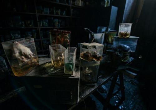 Забытые трупы братьев наших меньших. 02