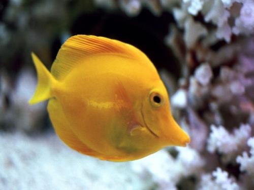 Доброй ночи кукусики! 02