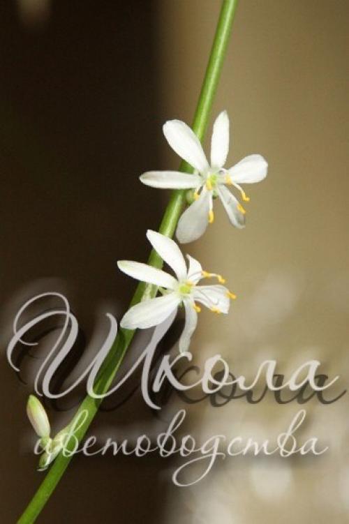 Хлорофитум - зеленый Паучок. 01