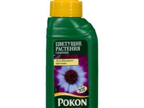 Белопероне: уход за Мексиканской Красавицей в домашних условиях. 09