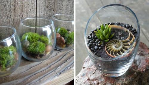 Флорариумы.  Флораримуы Входят в моду. 03