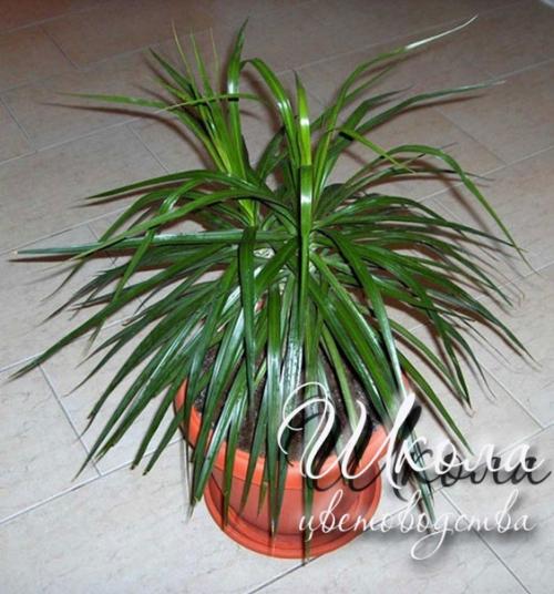 Драцена - Dracaena. 07