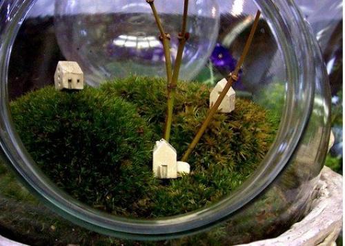 Флорариумы.  Флораримуы Входят в моду. 01