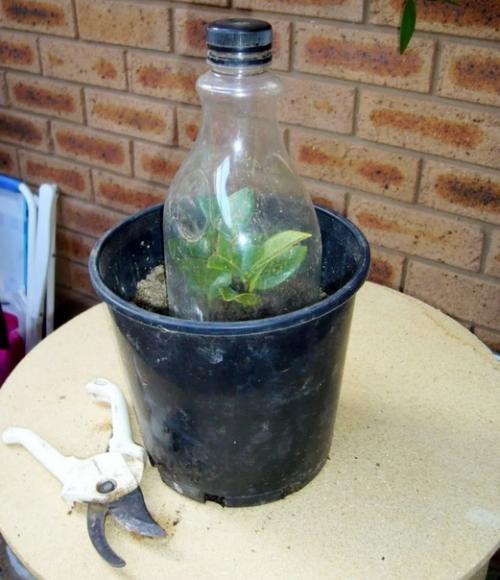 Комнатная камелия - очень красивая, но не для всех. 04