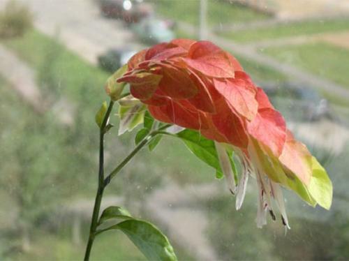 Белопероне: уход за Мексиканской Красавицей в домашних условиях. 01