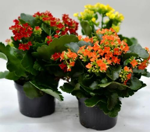 6 комнатных растений, которые выделяют в воздух больше всего кислорода. 01