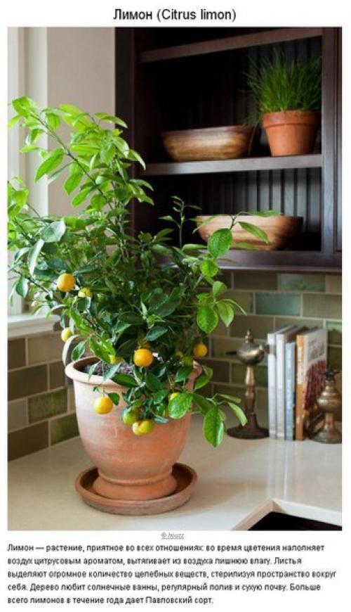 10 растений для идеального микроклимата в доме? 09