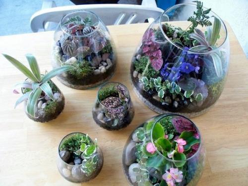 Флорариумы.  Флораримуы Входят в моду. 05