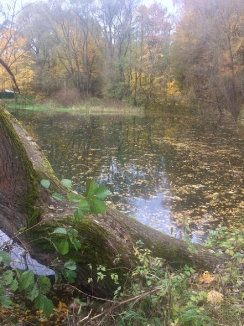 Музей - заповедник Н. а. Некрасова Карабиха. 04