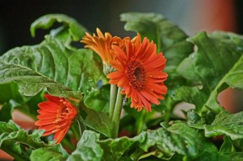 6 комнатных растений, которые выделяют в воздух больше всего кислорода. 05