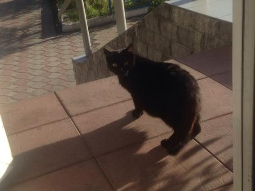 Абакан.  Дедушка умер и оставил после себя сироток - кошек. 03