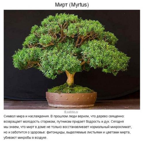 10 растений для идеального микроклимата в доме? 07