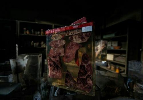 Забытые трупы братьев наших меньших. 04