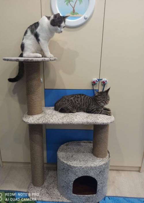 Привет, всем!  Предлагаю вашему вниманию новую коллекцию когтеточек. 05