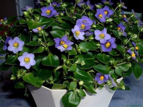 Экзакум - капризная персидская фиалка? 02