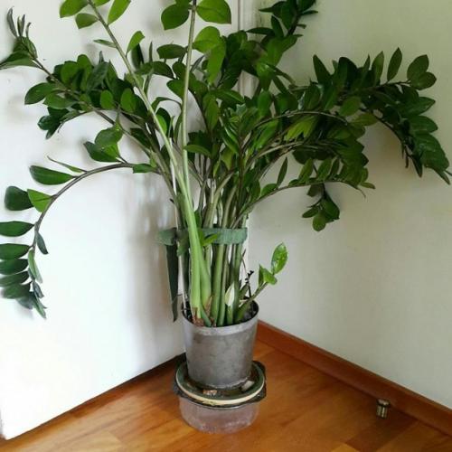 7 простых правил выращивания замиокулькаса. 03