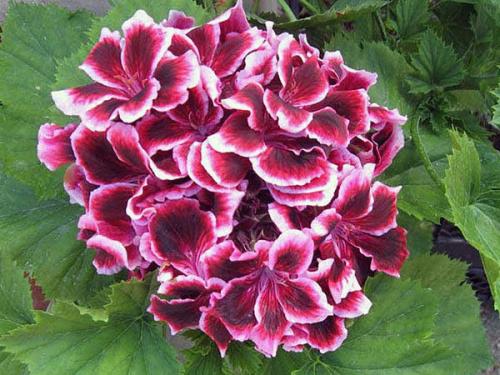 Виды пеларгоний.  Это важно знать. 06