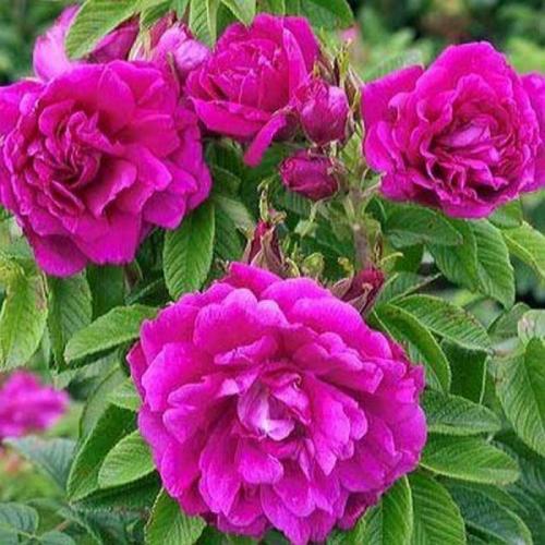 Краткая характеристика основных Видов роз. 01