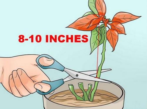 Особенности выращивания Рождественской Звезды (пошаговая инструкция). 08