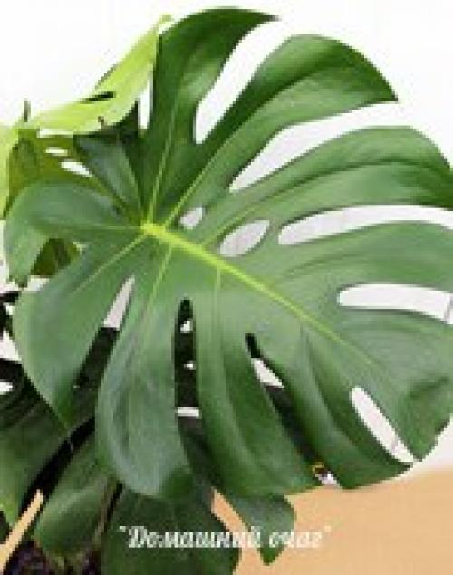 Монстера. Монстера (лат. 02
