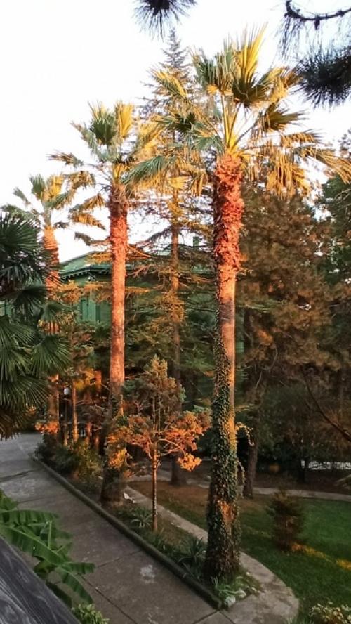 Сочинская дача Сталина - один из важных факторов, повлиявший на развитие Сочи как всесоюзной здравницы. 03