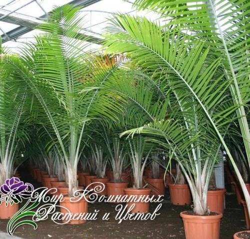 Комнатные пальмы?   Пальмы как домашние растения еще со времен древнего Рима выращивают.